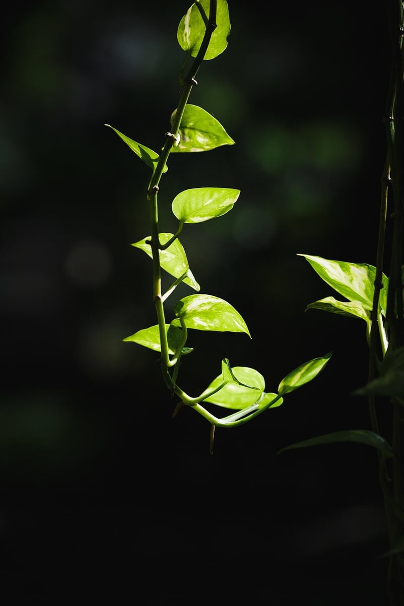 Pothos in a Vertical Garden