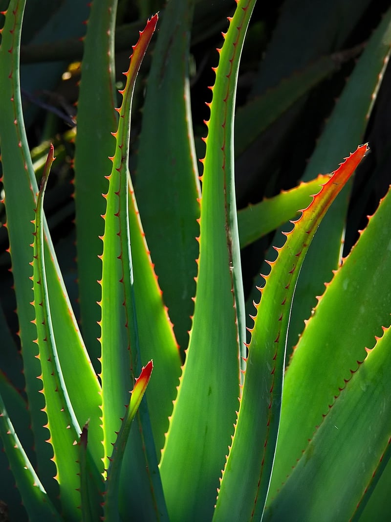 Succulents in a Vertical Garden