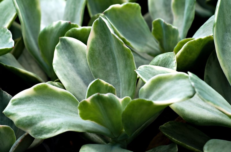 Living Succulent Frame