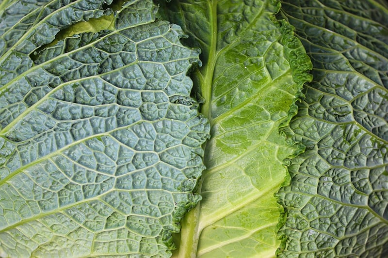 Veggies